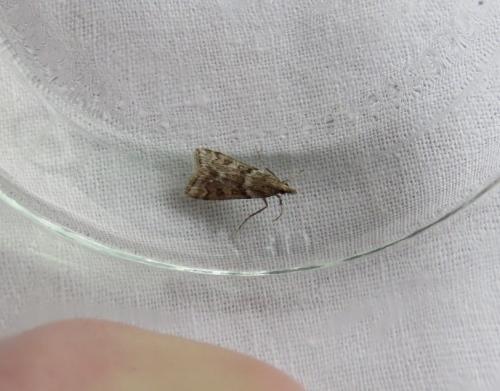 Eudonia angustea